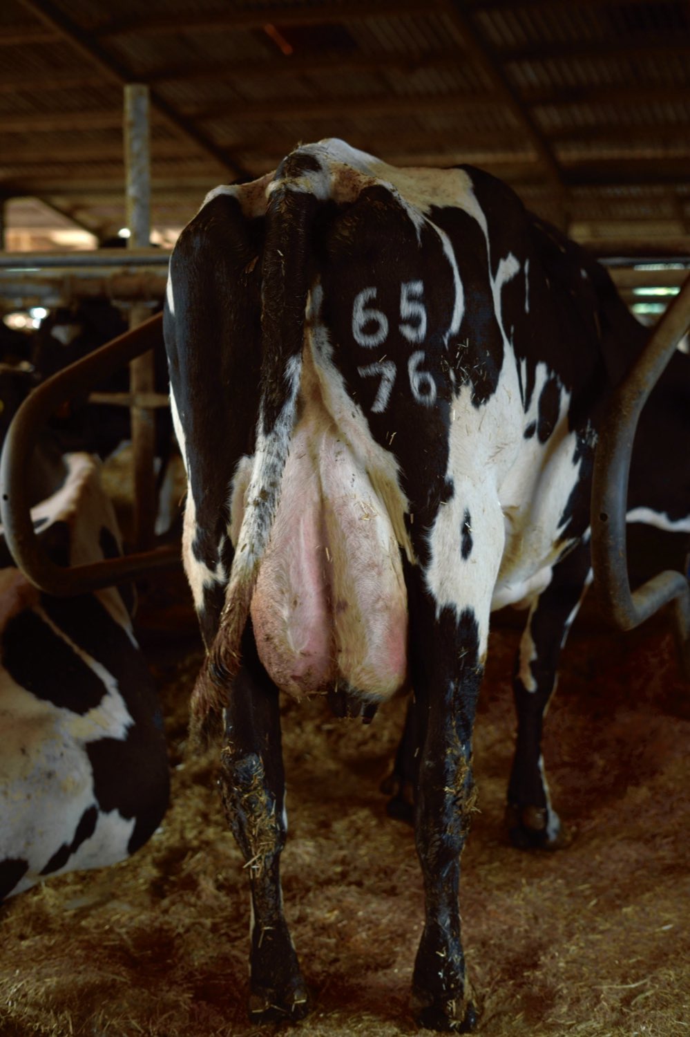 One of the herd in the barn