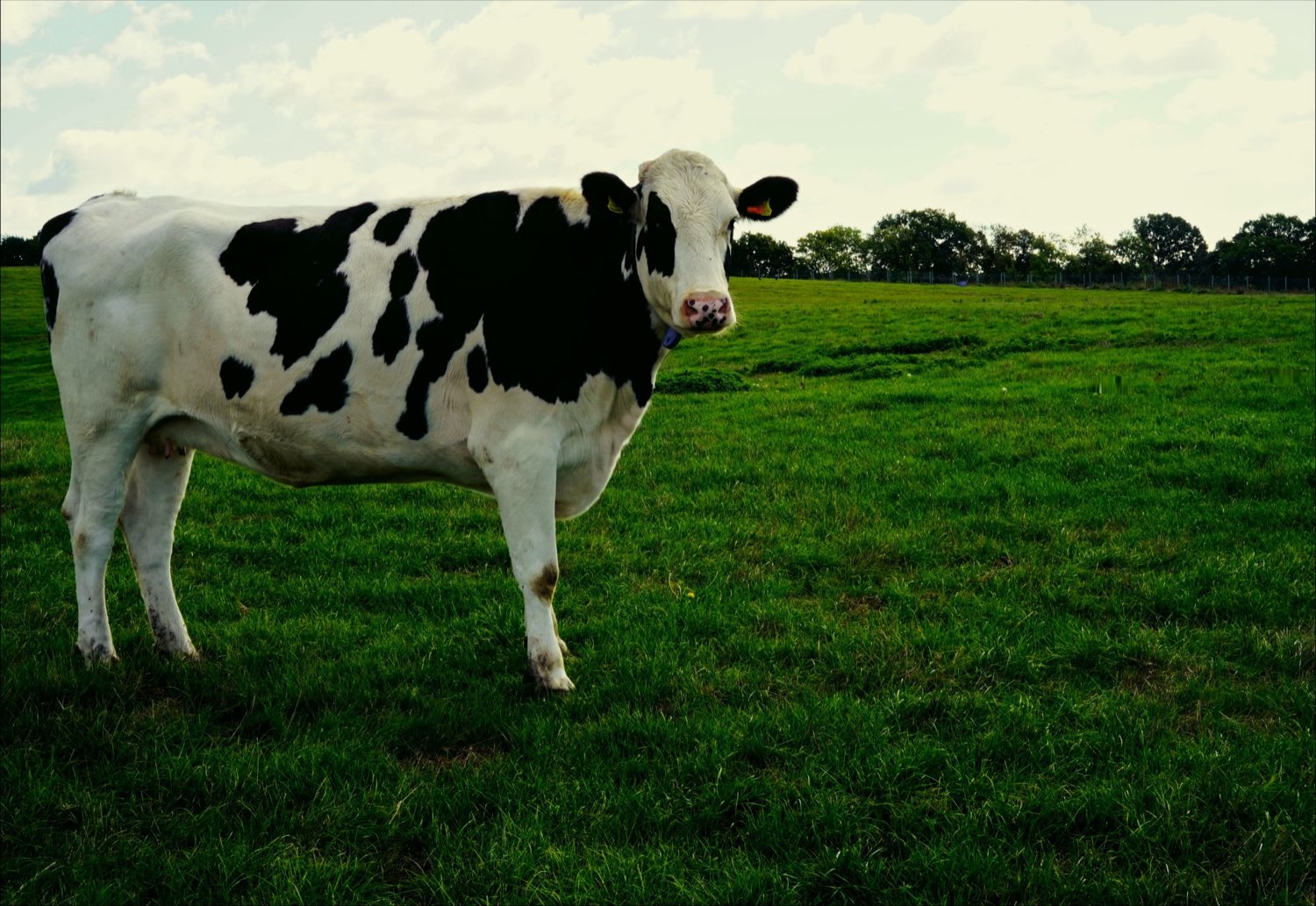A cow grazing in the field