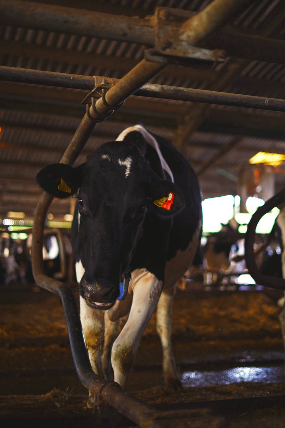 A cow in the shed at milking time