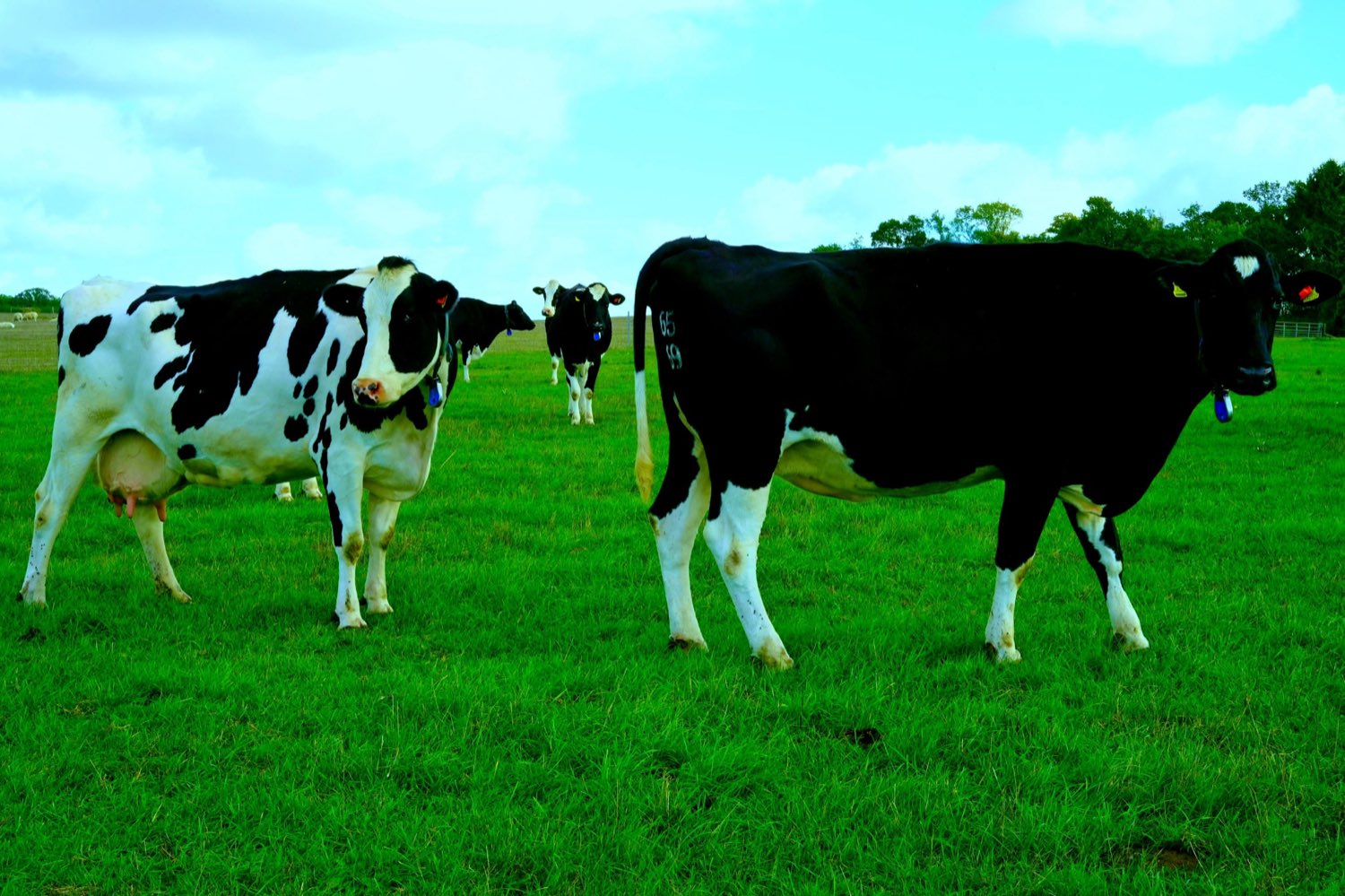 Cows out in the field