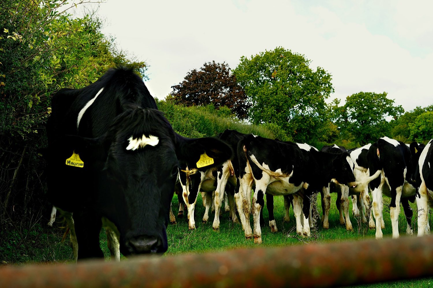 The herd coming up to the gate