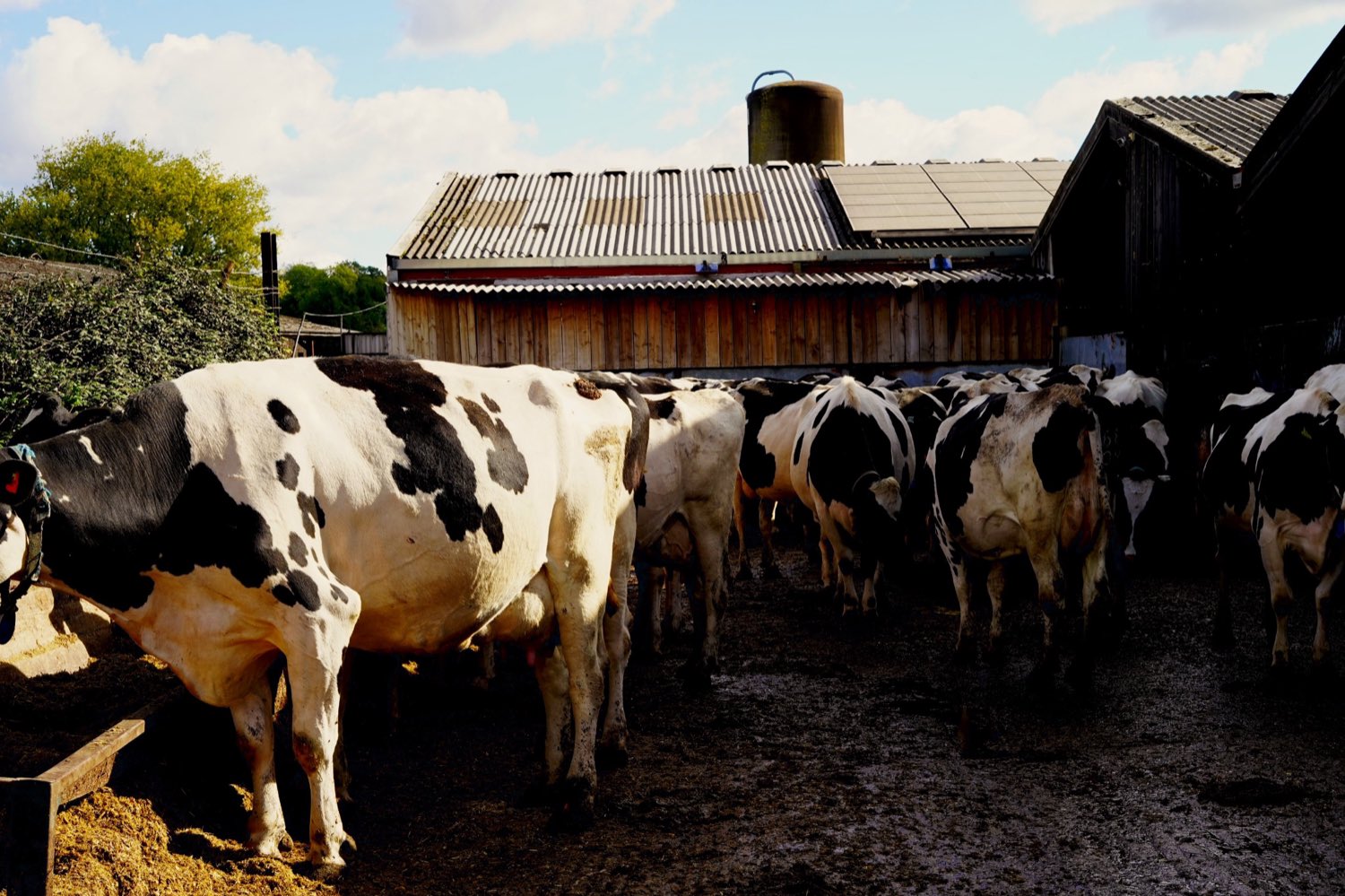 The herd in the barn