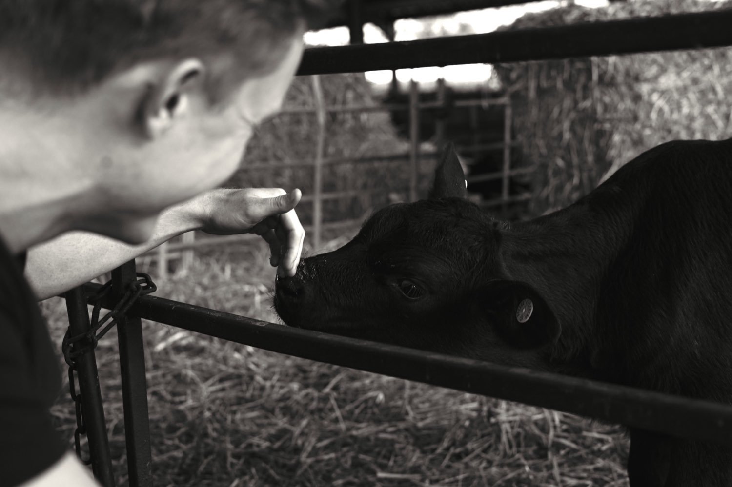 Ollie with the herd at the farm the milk comes from